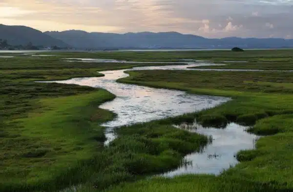 Knysna_wetlands