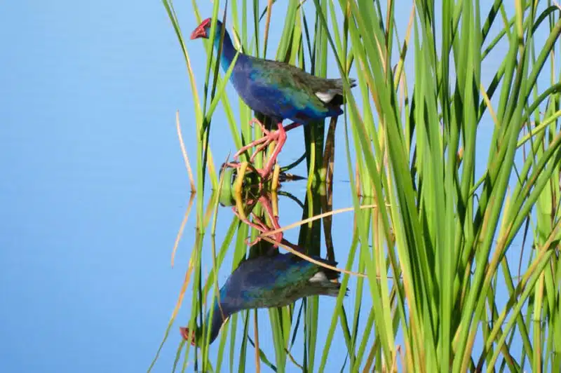 Lesley-Green-swamp-hen