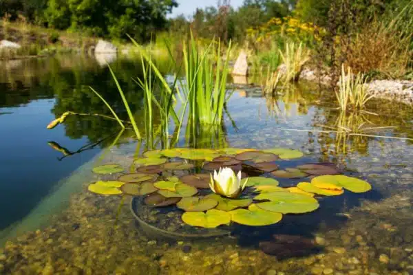 Water_Lillies