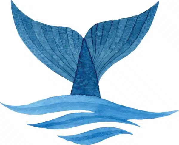 Whale_Tail