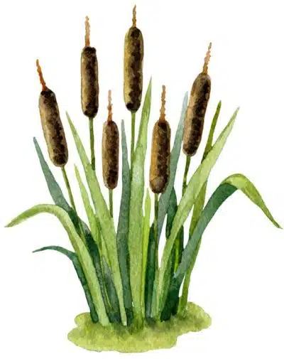 reeds