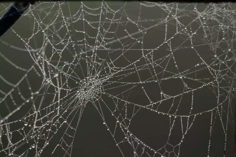 spiders-web
