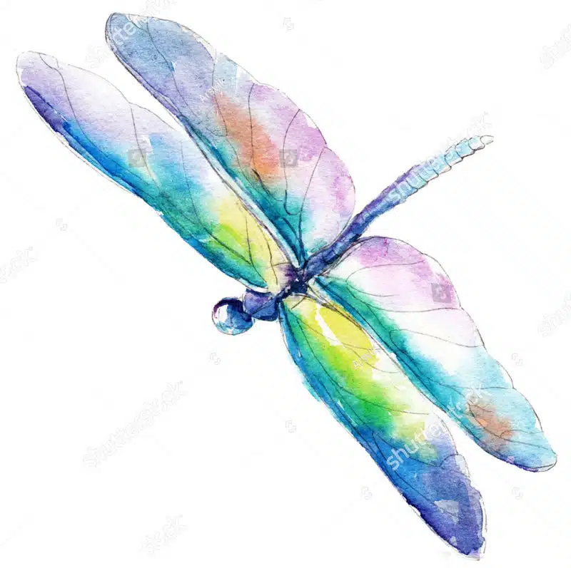 stock-photo-the-blue-green-dragonfly-watercolor-illustration-isolated-on-white-background-699823042