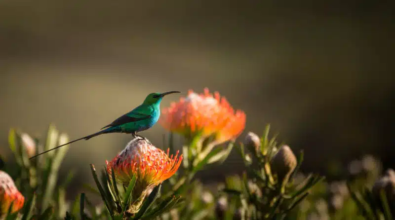 stock-photo-sugarbird-hummingbird-sitting-on-the-endemic-fynbos-pincushion-protea-flower-in-the-western-cape