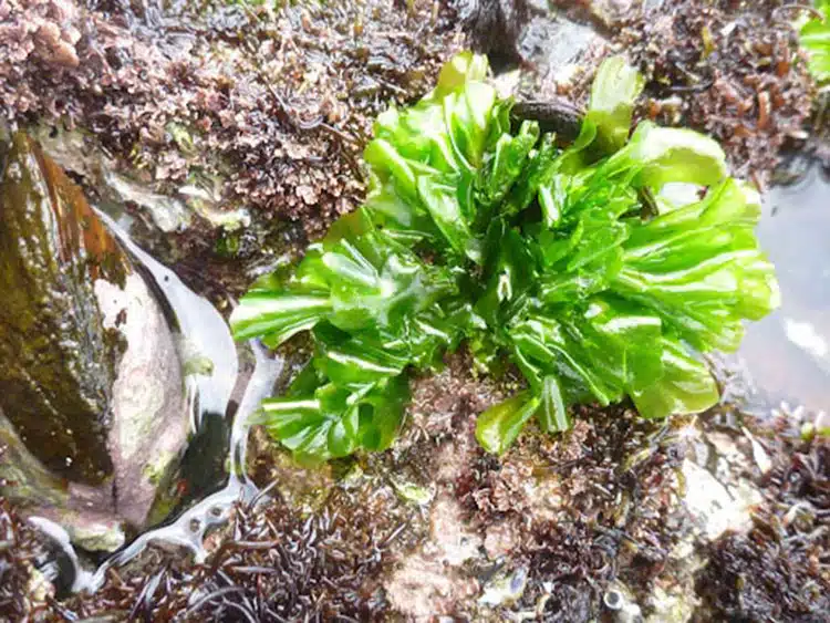 seaweed-SA_b