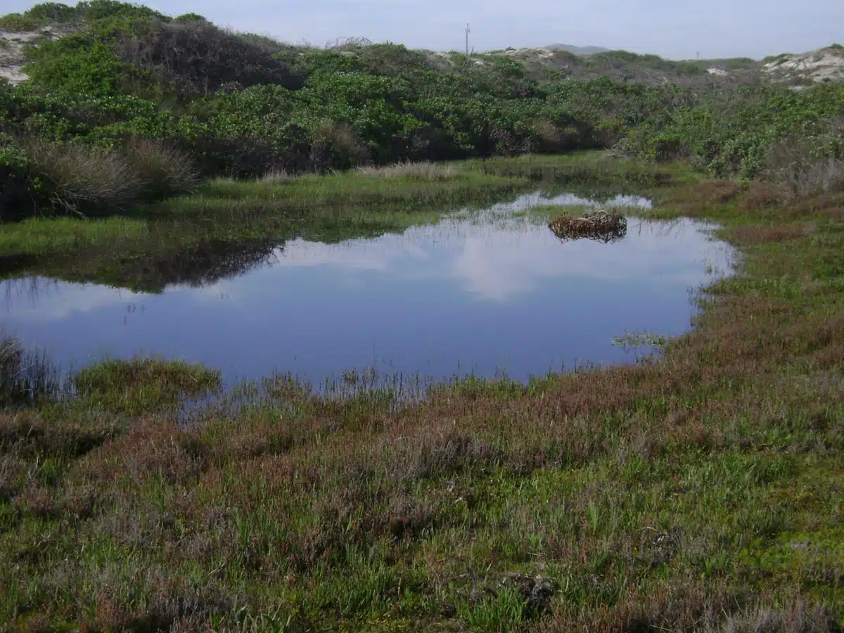 Wetland Rehabilitation