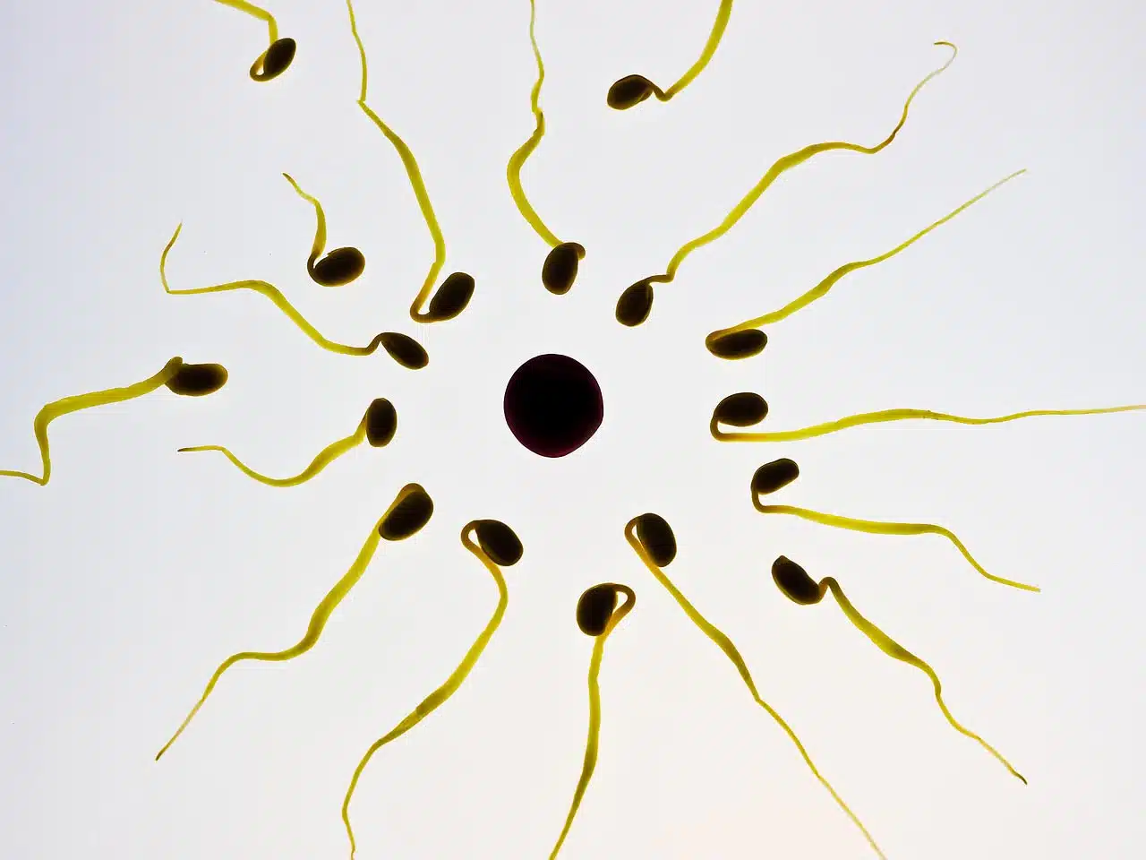 Sperm and&nbsp;Pollutants